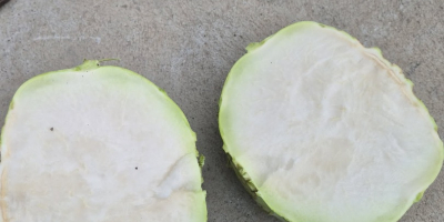 Ich verkaufe Kohlrabi Kossak, ideal für Schulen, Tiefkühlkost oder