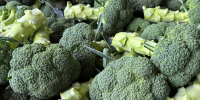 Broccoli in vendita. Consegne regolari, fornitore affidabile.