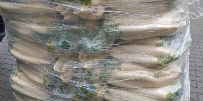 I will sell commercial and industrial white radishes