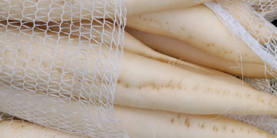 I will sell commercial and industrial white radishes