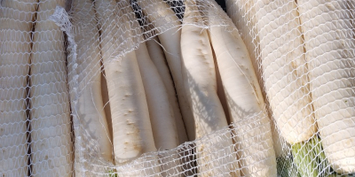 I will sell commercial and industrial white radishes