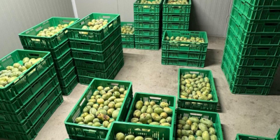 WHOLESALE: Pawpaw Fruit Pulp (Asimina Triloba) We offer premium,