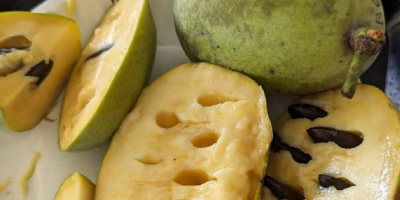WHOLESALE: Pawpaw Fruit Pulp (Asimina Triloba) We offer premium,