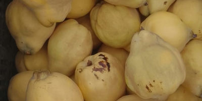 Our Székelyföld family farm offers 200m2 of quince for