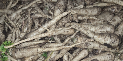 Hello, I'm selling Arat parsley, dug for the tops,