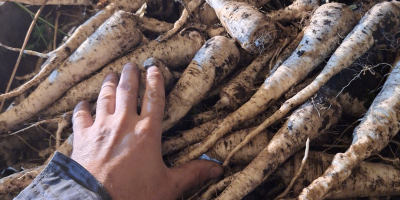 Hello, I'm selling Arat parsley, dug for the tops,