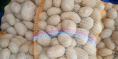 I will sell potatoes of the Melody variety, packed