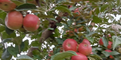 I am a small fruit producer (apples), from Dâmbovița