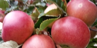 I am a small fruit producer (apples), from Dâmbovița