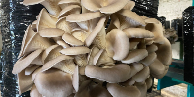 I will sell oyster mushrooms from my own cultivation