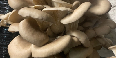 I will sell oyster mushrooms from my own cultivation
