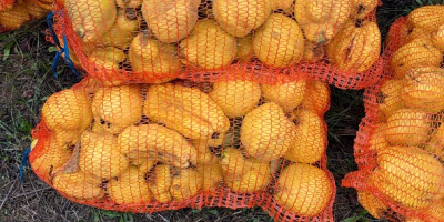 Ich verkaufe Berecziky-Quitten aus meinem eigenen Obstgarten. Der Obstgarten