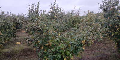 Ich verkaufe Berecziky-Quitten aus meinem eigenen Obstgarten. Der Obstgarten