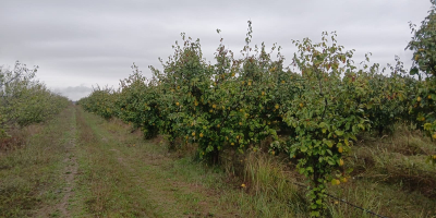 Ich verkaufe Berecziky-Quitten aus meinem eigenen Obstgarten. Der Obstgarten