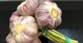 Hallo. Ich werde Harna Knoblauch von meiner eigenen Farm