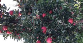 I will sell a 50 t must gala and