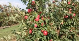 I will sell apples: MUST GALL, CAMSPUR, JERONIMO, RENO