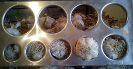 Ich werde Knoblauch aus meiner eigenen Produktion verkaufen. Ich