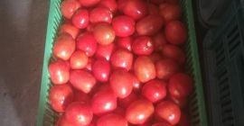 Venderò pomodoro da campo rosso. Piantagione di proprietà, piccole