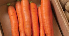 Karotten aus Polen 1. Klasse 20+-40 mm gewaschen