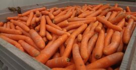 Carrots for processing from Poland 20+-40mm Washed