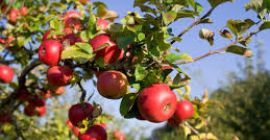 I will sell apple directly from the producer. Apples