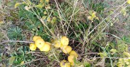 Я буду продавать японские фрукты айвы с органической плантации