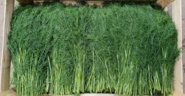 Hallo, ich verkaufe Dill pro kg