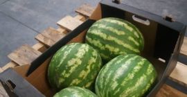 Voi vinde un pepene verde proaspăt, frumos și suculent.