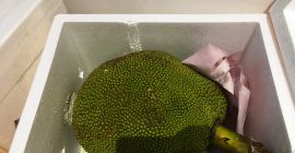 JackFruit può anche essere chiamato jackfruit fatto da pane