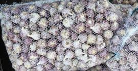 Чеснок польский Харнас. Я продам 3 тонны фиолетового чеснока.