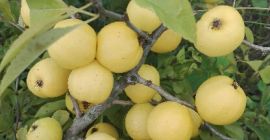 Я буду продавать японские фрукты айвы и крупно-фруктовую айву.