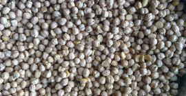 Greutate: 1000seeds = 480g; dimensiunea semințelor 8-12 mm