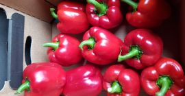 I will sell red, yellow and green class I