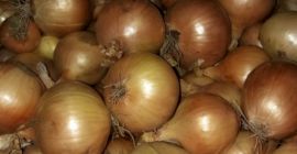 Varietatea Cymes din Polonia ambalată în saci de 15