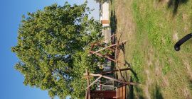 Ich werde die diesjährigen Walnüsse schmackhaft verkaufen. Der Baum