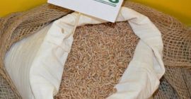 100т теперь были переданы свиноматке! Fredro разновидность PLN 650