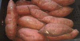 Nagy mennyiségben eladok Potat Sweet Sweet burgonya, nagy mennyiségben