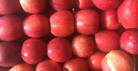 We offer you Schnig Gala in wholesale quantities, from