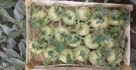 Ich werde eine große Menge Kohlrabi verkaufen. Die Möglichkeit,