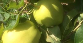 I will sell the GOLDEN DELICIOUS apple directly from