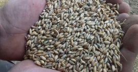 здраво за продају око 9 тона крмног тритикала са