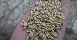 Zum Verkauf stehen etwa 5 Tonnen Wintergerste