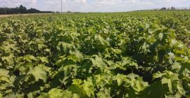 Licensed blackcurrant seedlings of varieties: Polares, Tihope, Gofert, Ruben,