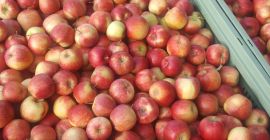 Hi I will sell Jonagoreda Supra in the buyer&#39;s