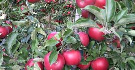 I will sell apples for Red jonaPrins Naidared Golden