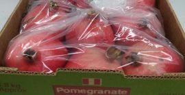 The fruit has a thick skin of scarlet or