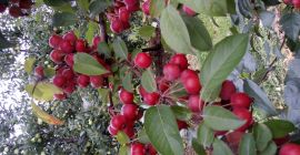 После 25 октября на продажу, небесные яблоки для консервов.