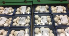 Voi vinde ciuperci, ciuperci pierdute și ambalate, ambalaje care