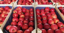 Продава галактика галактика, гала кралски. Червени ябълки в количества